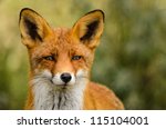 Portrait Of A Red Fox  Vulpes...