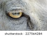 Close up of a sheep's eye.