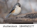 A Tufted Titmouse Is Perched On ...