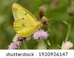 A Clouded Sulphur Is Drinking...