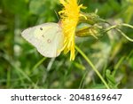 A Clouded Sulphur Is Collecting ...