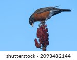 An American Robin is perched on a Sumac flower eating the berries. Taylor Creek Park, Toronto, Ontario, Canada.
