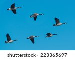 A Small Flock Of Canada Geese...