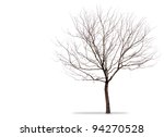 A Barren Tree On A White...