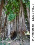 Small photo of Tall tree with long trailing aerial or adventitious roots hanging down to the ground from the trunk and green leaves above in Bali, Indonesia looking up from below