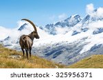 Alpine Ibex  Capra Ibex   Gran...
