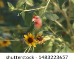 Fischer's Lovebird (agapornis fischeri) (parrot)