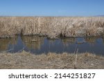 Small photo of Carson Wetlands near Fallon, Nevada