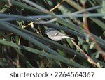 Ruby-crowned Kinglet (regulus calendula) perched in some reeds