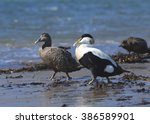 Small photo of Eider Ducks (male and female)