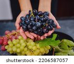 Vineyard Harvest in autumn season. Crop and juice, Organic blue, red and green grapes on table viewed from above, concept wine, Woman holding grapes