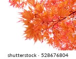 Japanese Red Autumn Maple Tree...
