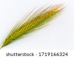 Small photo of Ear of the mouse barley plant, on white background. Hordeum murinum.