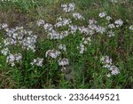 Small photo of Saponaria officinalis. Plants with flowers of soapwort.