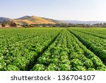 Lettuce Field in Salinas Valley, California.