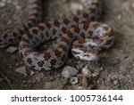 A Young Prairie Kingsnake From...