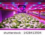 Ventilator and special LED lights belts above lettuce in aquaponics system combining fish aquaculture with hydroponics, cultivating plants in water under artificial lighting, indoors