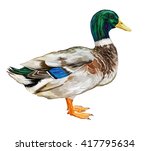 Hand Drawn Duck Illustration