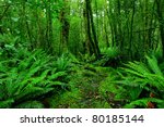 Lush Rainforest Path