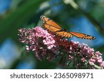 Small photo of A viceroy butterfly enjoying the nectar of summer