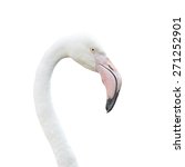 Head Flamingo Isolated On White ...