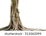 Roots Of A Tree Isolated On...