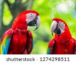 Pair Of Colorful Macaws Parrots ...