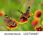 Two Common Buckeye Butterflies  ...