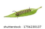 Monarch Butterfly Caterpillar...