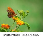 Gulf Fritillary Butterfly ...