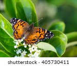 American Painted Lady butterfly (Vanessa virginiensis) feeding on white shrub flowers. Natural green background with copy space.