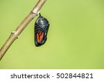 Monarch Butterfly Chrysalis...