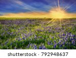 Texas Bluebonnet Field Blooming ...
