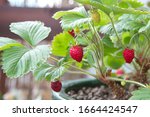 Strawberry Plant With Fruits...