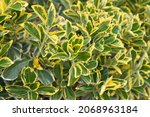 Small photo of Foliage of Euonymus variegated, Euonymus japonicus, evergreen spindle, or Japanese spindle