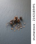 Small photo of Seeds of crape myrtle, lagerstroemia indica, crepe myrtle, crepe myrtle, or crepeflower - ornamental tree
