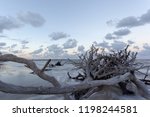 Landscape View Of Driftwood ...