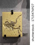 Small photo of Tainan City,Taiwan - July 8th,2019 : Compsognathus sp. (Replica) fossil at Fossil Hall of Tainan City Zuojhen Fossil Park