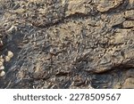 Small photo of lot of Ligiidae Sea slater Sea roach Wharf roach on the rock