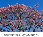 Small photo of Silk floss tree or Floss silk tree Ceiba speciosa Chorisia speciosa