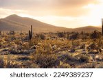 Sunset In The Sonoran Desert Of ...