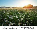 Daisies In The Field Near The...