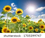 Beautiful Sunflowers In The...