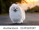 Small photo of A white Japanese Spitz dog standing among in grass field,loyal, playful and smart