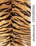 Small photo of tiger pelt with beautiful stripes, real animal fur background for your design