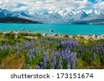 Beautiful incredibly blue lake Tekapo with blooming lupins on the shore and mountains, Southern Alps, on the other side. New Zealand