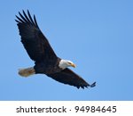 Bald Eagle In Flight  Clipping...