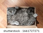 Grey Scottish Fold Cat Sitting...
