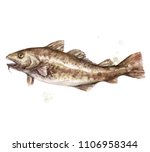 Cod Fish. Watercolor...