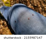 Small photo of A three deer ticks found on the blue jeans, pant leg of a man. The insect is tiny, black, and a reminder to do a tick check in order to avoid potential diseases such as lyme.
